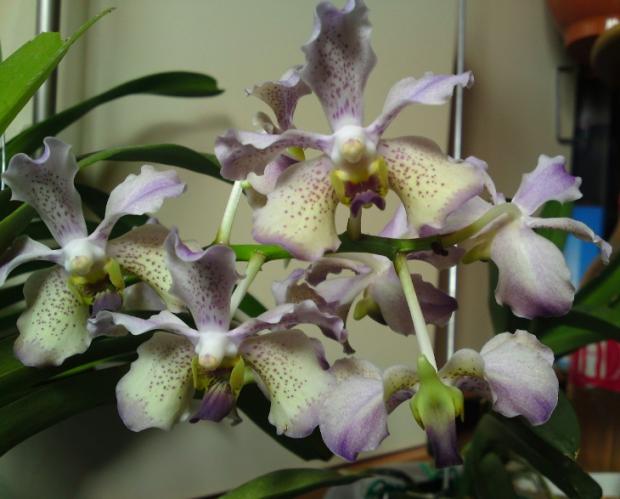 vanda, andersenka, 1