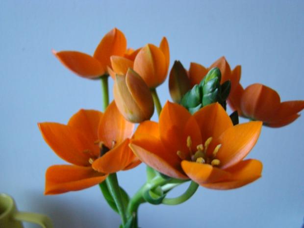 Ornithogalum, Izbové kvety, kaktusarka, 1