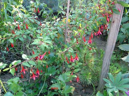 fuchsia , Okrasné záhradky, iana, 1