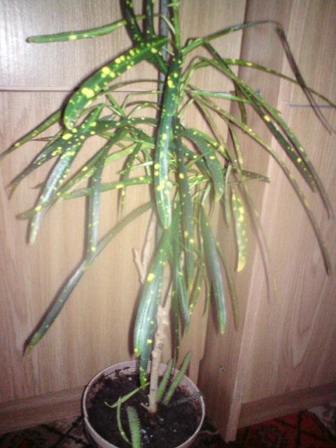 krotonik, Izbové kvety, bromelka, 1