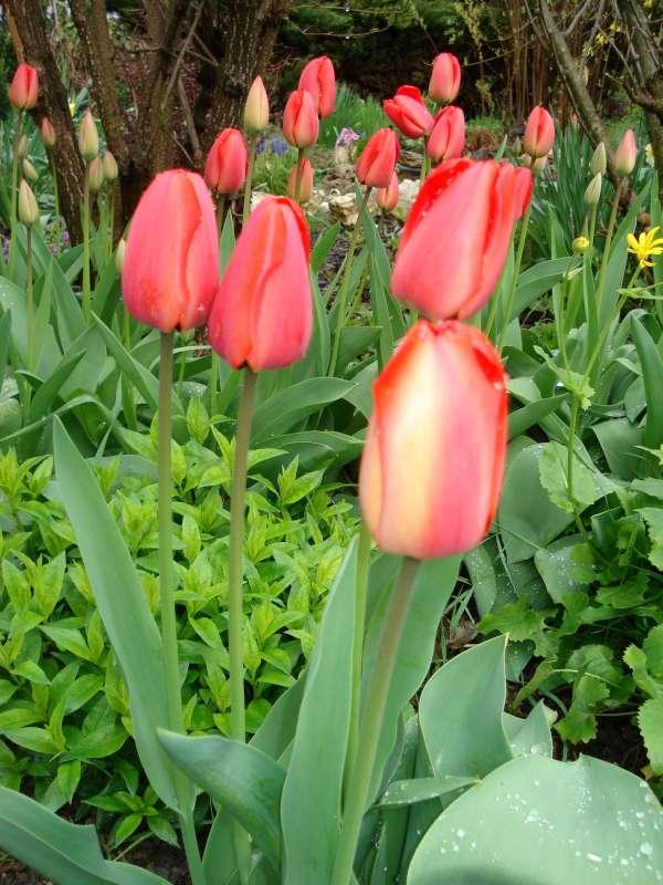 Tulipány, Okrasné záhradky, mamka Danka, 1