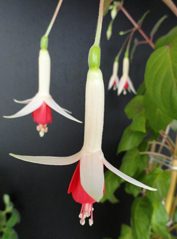 Fuchsia č.9, Balkóny, rosalka, 1