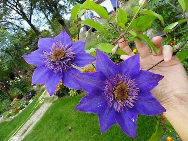 Clematis Multi Blue, Okrasné záhradky, rosalka, 1