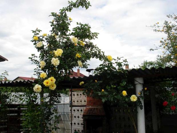 moje ruže, Kvetinové portréty moje ruže, Kvetinové portréty, mamka Danka, 1
