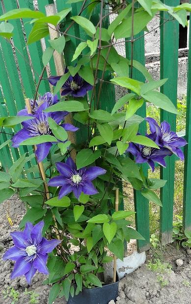 Clematis Multi Blue, Okrasné záhradky Clematis Multi Blue, Okrasné záhradky, rosalka, 1