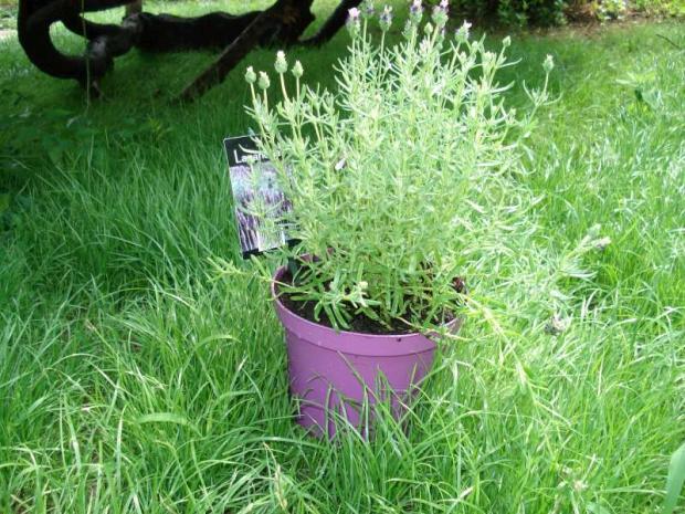 Levandula, Kvetinové portréty Levandula, Kvetinové portréty, mamka Danka, 1