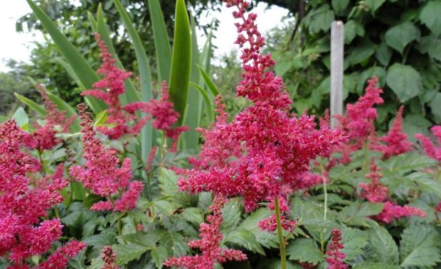 Astilbe, Okrasné záhradky Astilbe, Okrasné záhradky, rosalka, 1