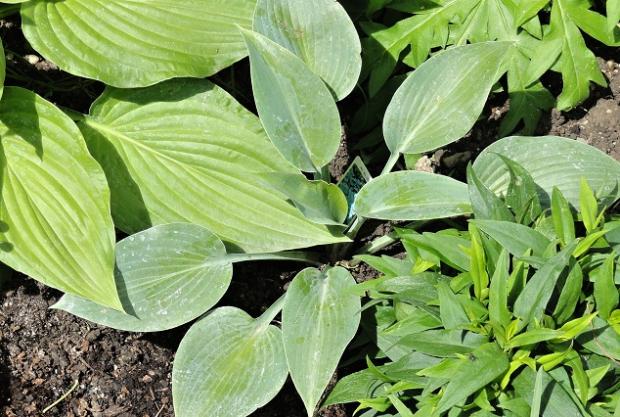 Hosta Helcyon, Okrasné záhradky, rosalka, 1