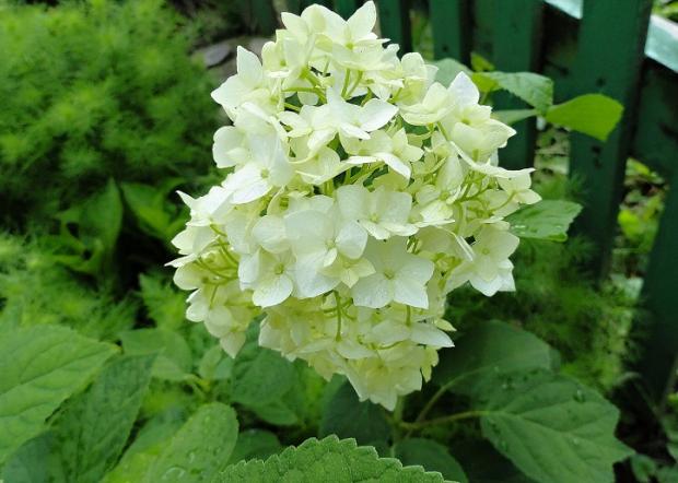 Hortenzia....., Okrasné záhradky Hortenzia....., Okrasné záhradky, rosalka, 1