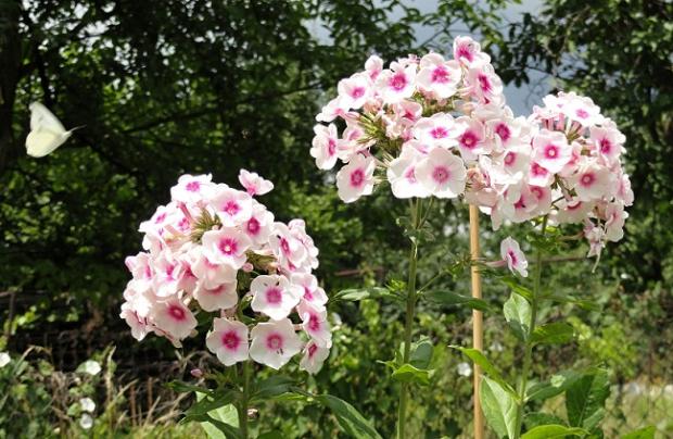 Floxy a motýľ, Okrasné záhradky Floxy a motýľ, Okrasné záhradky, rosalka, 1