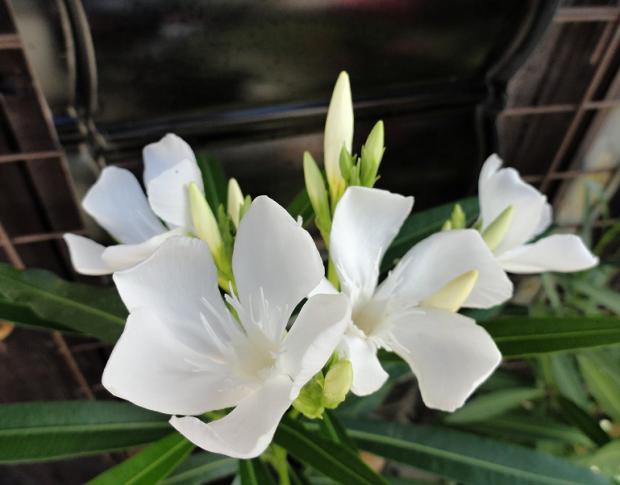 Biely Oleander, Náš dvor, rosalka, 1