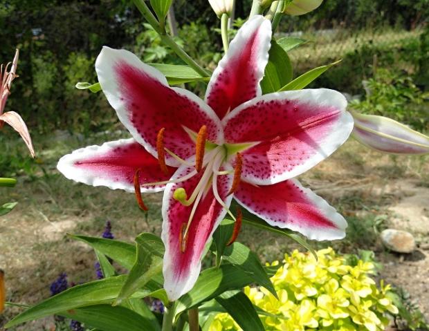 Ľalia 12 Stargazer, Okrasné záhradky Ľalia 12 Stargazer, Okrasné záhradky, rosalka, 1