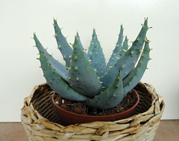 Sukulenty 9 Aloe ferox Sukulenty 9 Aloe ferox, rosalka, 1