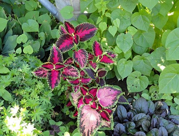 Coleus, Okrasné záhradky Coleus, Okrasné záhradky, rosalka, 1