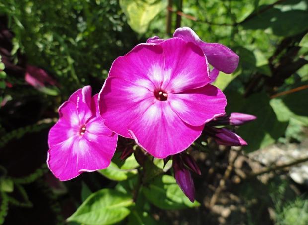 Flox od....., Okrasné záhradky Flox od....., Okrasné záhradky, rosalka, 1
