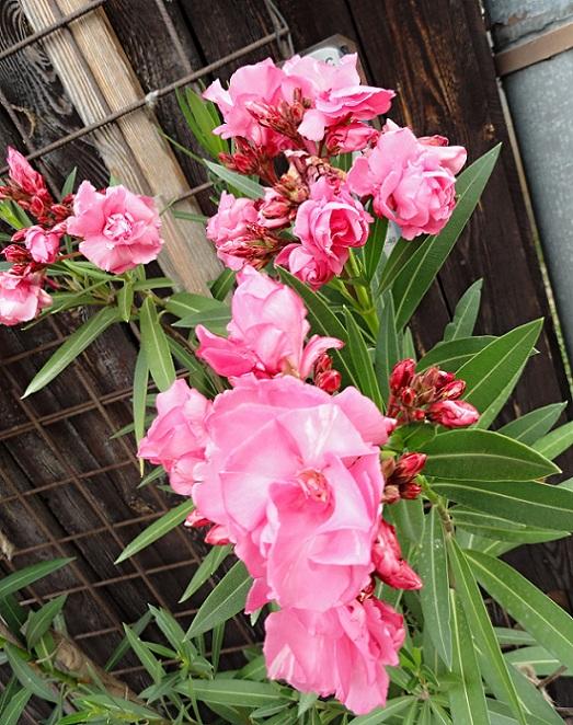 Ružový Oleander, Náš dvor, rosalka, 1