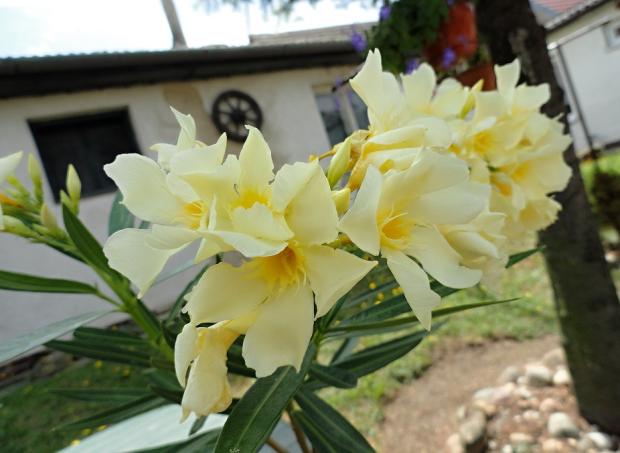 Krémový Oleander, Náš dvor Krémový Oleander, Náš dvor, rosalka, 1