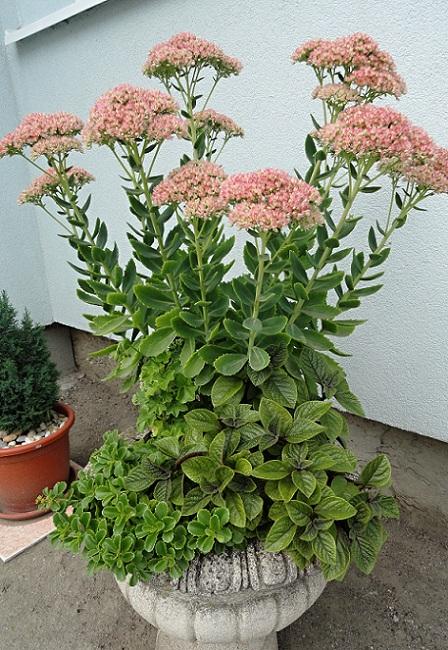 Sedum 1, Náš dvor Sedum 1, Náš dvor, rosalka, 1