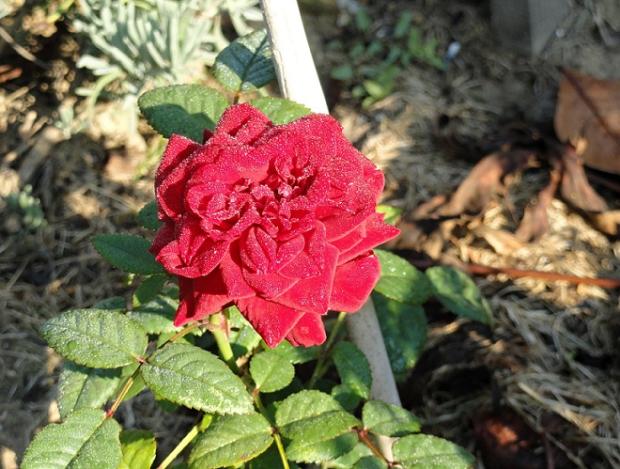 Ranná rosa...., Okrasné záhradky Ranná rosa...., Okrasné záhradky, rosalka, 1