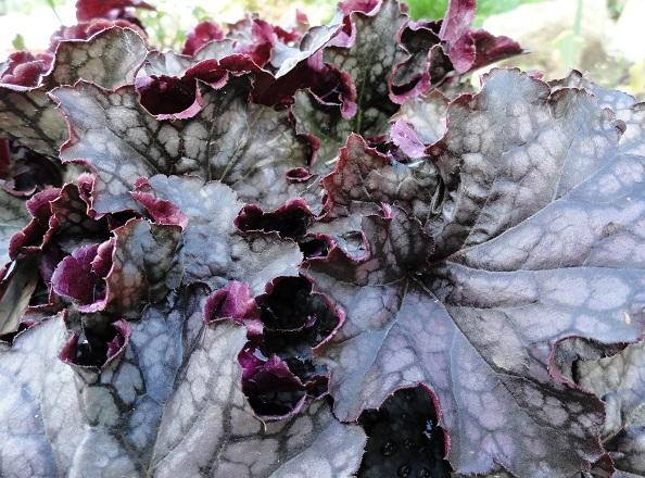 Heuchera Amethyst Myst, Okrasné záhradky Heuchera Amethyst Myst, Okrasné záhradky, rosalka, 1