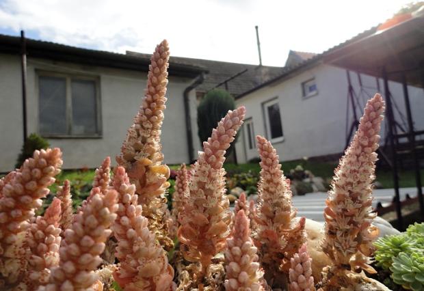 Orostachys vykvitol celý, Náš dvor, rosalka, 1
