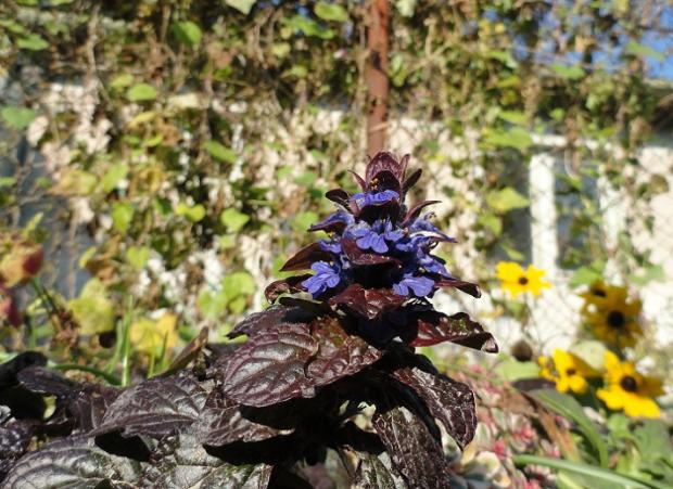 Ajuga, Okrasné záhradky Ajuga, Okrasné záhradky, rosalka, 1
