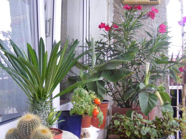 balkonová záhrada, Balkóny balkonová záhrada, Balkóny, Dominika 123, 1