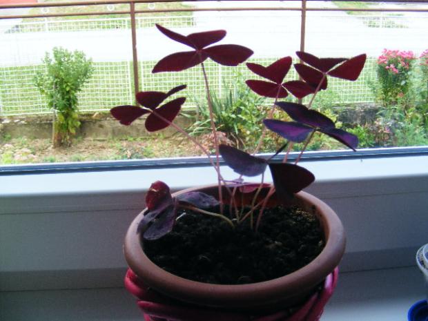 môj oxalis, Okenné parapety, zlaticaB, 1