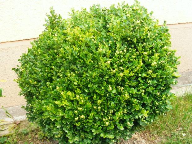 Krušpán, Okrasné záhradky, zlaticaB, 1
