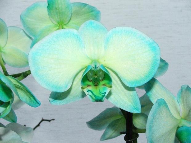 Phalaenopsis, micquie, 1