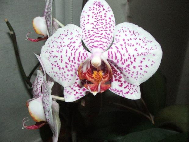 Phalaenopsis, Izbové kvety, micquie, 1