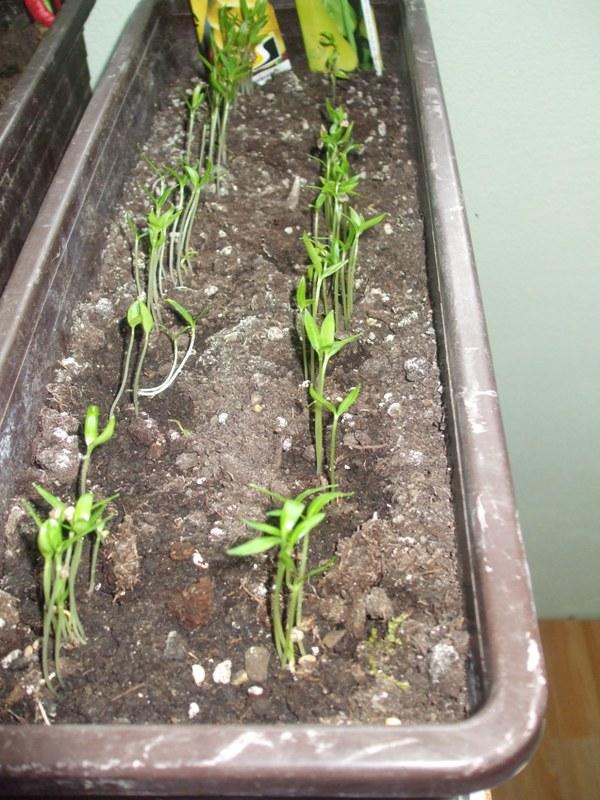 paprika, Zeleninová záhrada, monikal, 1