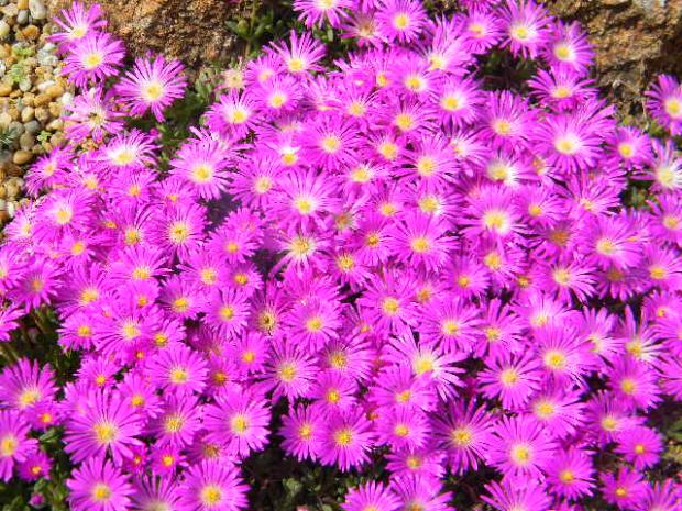 fialova delosperma..., Skalky, Maja62, 1