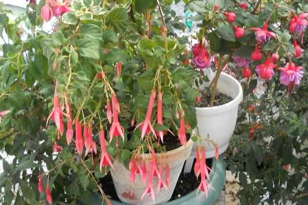 Ružová triphylla, Náš dvor Ružová triphylla, Náš dvor, gabrielle, 1