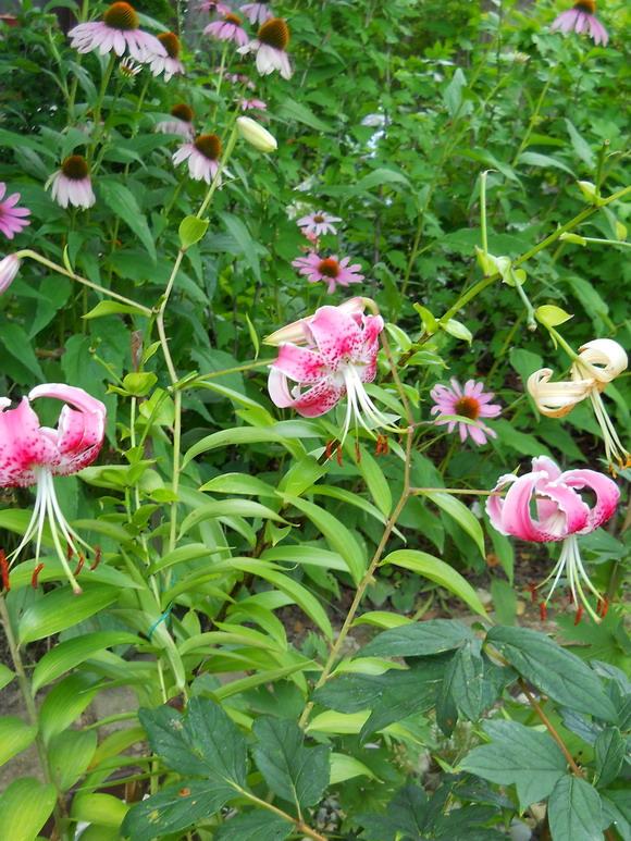 Lilium speciosum, Okrasné záhradky Lilium speciosum, Okrasné záhradky, anezka.kapustova, 1