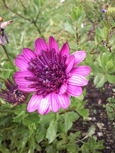 osteospermum, Okrasné záhradky, evuš 50, 1