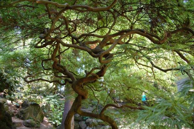 krásavec z arboréta , A všeličo ostatné, Letňanka, 1