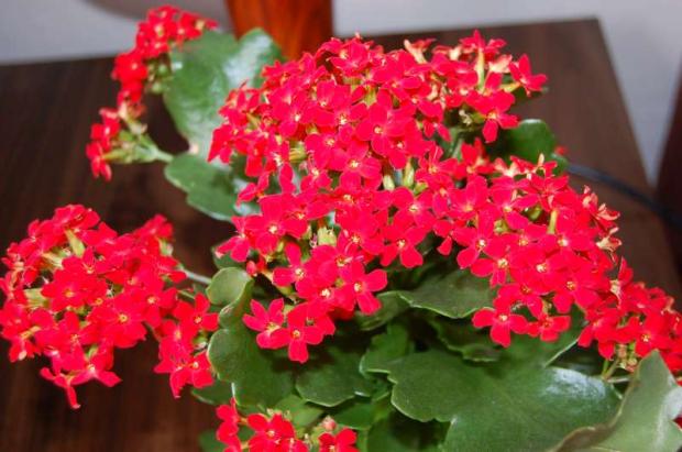 kalanchoe 1, Izbové kvety, Letňanka, 1