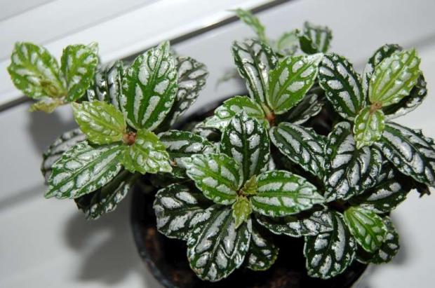 Pilea, Izbové kvety, Letňanka, 1