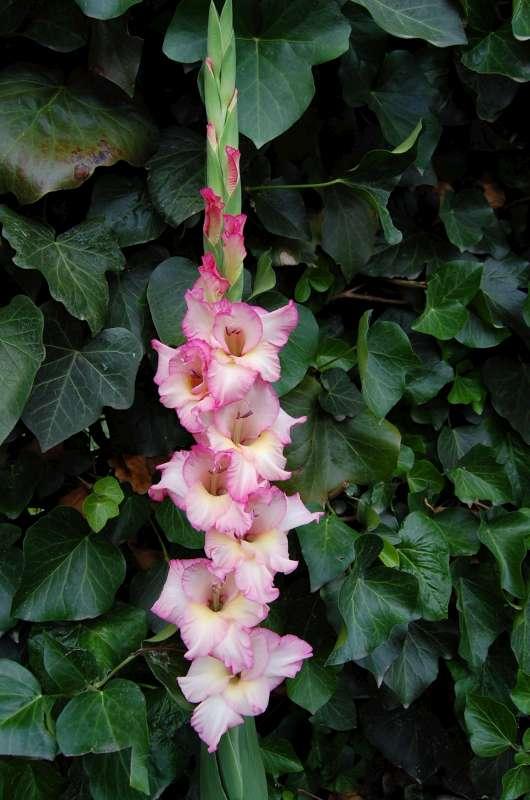 prvá gladiola, Okrasné záhradky prvá gladiola, Okrasné záhradky, Letňanka, 1