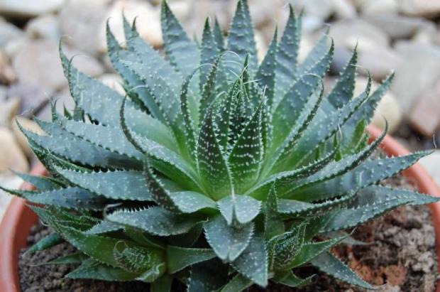 aloe - neviem aký druh, Kaktusy, Letňanka, 1