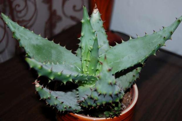 ešte jedno aloe;-), Kaktusy, Letňanka, 1