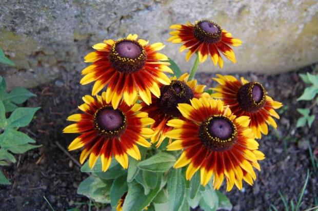 rudbekia, Náš dvor rudbekia, Náš dvor, Letňanka, 1