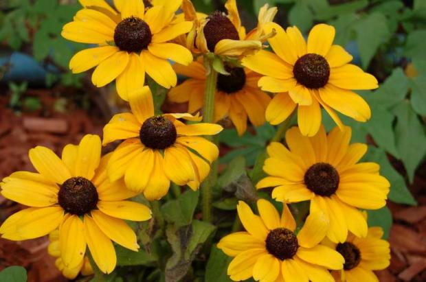 rudbekia 2, Náš dvor rudbekia 2, Náš dvor, Letňanka, 1