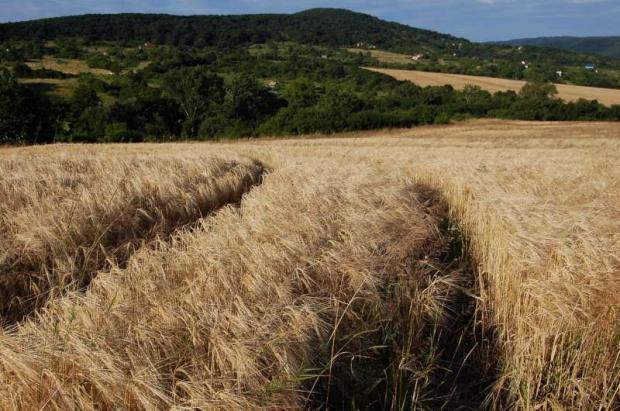 leto za našou záhradou :-), A všeličo ostatné leto za našou záhradou :-), A všeličo ostatné, Letňanka, 1
