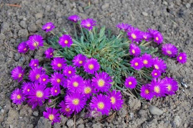 delosperma, Náš dvor, Letňanka, 1