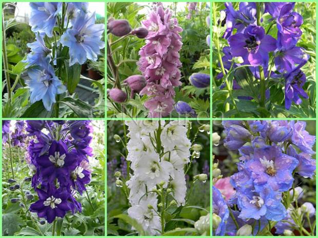 Delphinium pred búrkou, Okrasné záhradky Delphinium pred búrkou, Okrasné záhradky, marian1, 1