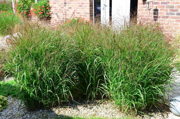 Panicum virgatum, Okrasné záhradky, , 1