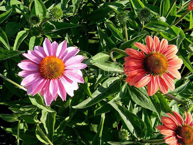 Echinacea, Okrasné záhradky, marian1, 1