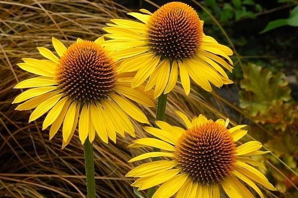 Echinacea Maui Sunshine, Okrasné záhradky Echinacea Maui Sunshine, Okrasné záhradky, marian1, 1